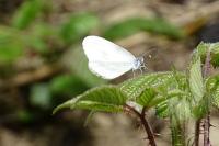 Leptidea sinapis