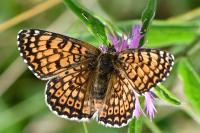 Melitaea cinxia