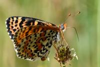 Melitaea didyma