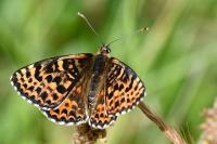 Melitaea didyma