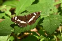 Limenitis camilla