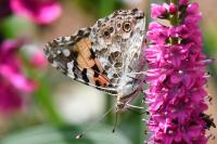 Vanessa cardui