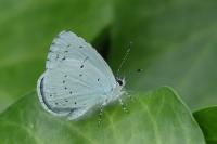 Celastrina argiolus