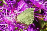 Gonepteryx rhamni
