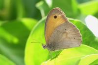Maniola jurtina