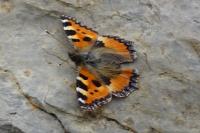 Aglais urticae