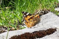 Vanessa cardui