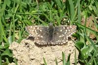 Pyrgus malvoides