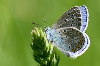 Polyommatus icarus