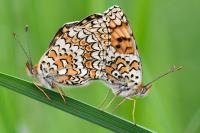 Melitaea phoebe