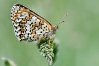 Melitaea cinxia