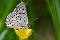 Lycaena tityrus