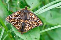 Euphydryas aurinia