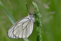 Aporia crataegi