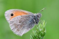 Coenonympha pamphilus
