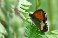 Coenonympha arcania
