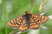Euphydryas aurinia