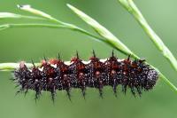 Vanessa atalanta