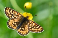 Euphydryas aurinia