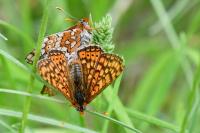 Euphydryas aurinia