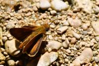 Thymelicus acteon