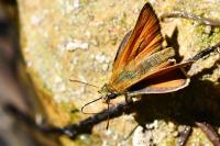 Thymelicus sylvestris