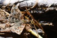 Carcharodus alceae