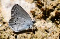 Cupido minimus