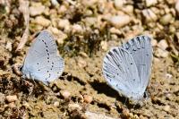 Cupido minimus