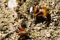Thymelicus sylvestris