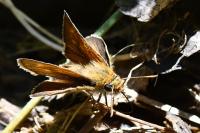 Thymelicus acteon