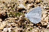 Celastrina argiolus
