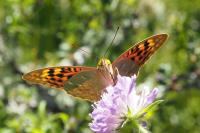 Argynnis pandora