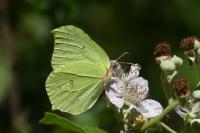 Gonepteryx rhamni