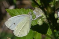 Pieris rapae