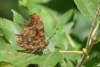 Polygonia c-album