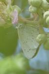 Celastrina argiolus