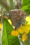 Lysandra bellargus