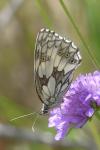 Melanargia galathea