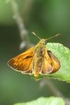 Ochlodes sylvanus