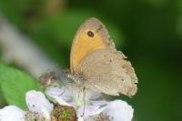 Maniola jurtina