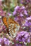 Melitaea didyma