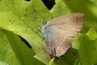 Satyrium ilicis