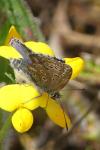 Lysandra bellargus