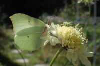 Gonepteryx rhamni