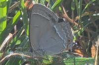 Quercusia quercus