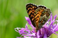 Melitaea phoebe