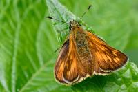 Ochlodes sylvanus