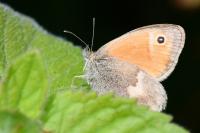 Coenonympha pamphilus