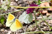Gonepteryx cleopatra